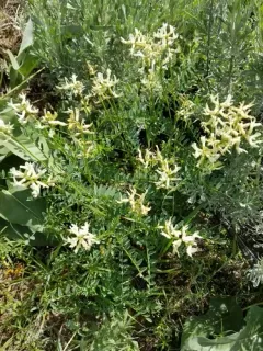Boise Milkvetch thumbnail 2