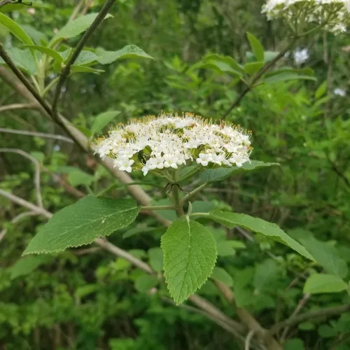 Wayfaring-tree