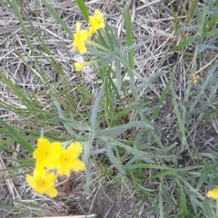 narrowleaf puccoon thumbnail 3