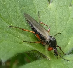 Bibio vestitus thumbnail 3