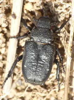 Cremastocheilus castaneae thumbnail 4