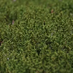 Fir Tamarisk-moss thumbnail 2
