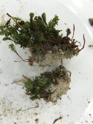 Small Hair Moss