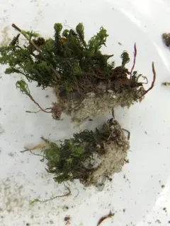 Small Hair Moss thumbnail 1