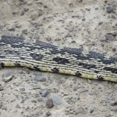 Gopher Snake thumbnail 2