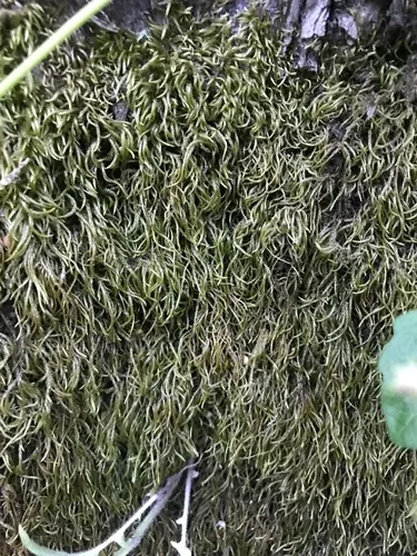 Tufted Feather-moss