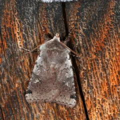 Fish's Dart thumbnail 3