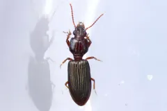 Schizogenius lineolatus thumbnail 1