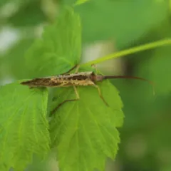 Inimical Northern Caddisfly thumbnail 4