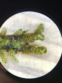 Intermediate Hook-moss thumbnail 4