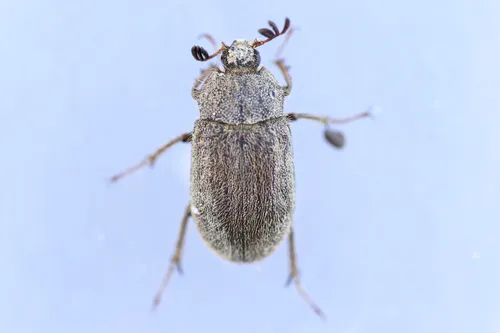 Nicagus obscurus