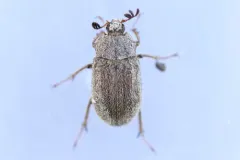 Nicagus obscurus thumbnail 1