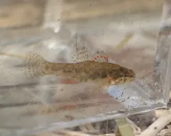 Least Darter thumbnail 1