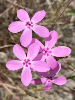 Snake River Phlox thumbnail 2
