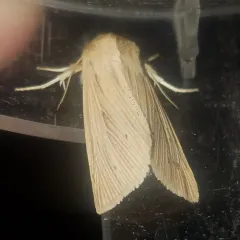 Lesser Wainscot thumbnail 3