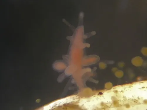 Hataia parva