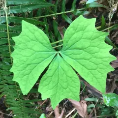 vanilla leaf thumbnail 4