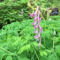Scouler's Corydalis thumbnail 3