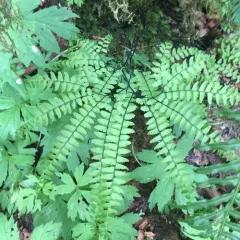 western maidenhair fern thumbnail 3