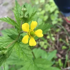 Large-leaved Avens thumbnail 3