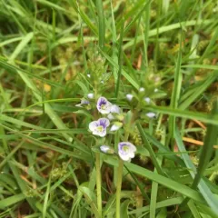 thyme-leaved speedwell thumbnail 3
