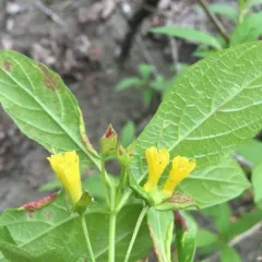twinberry honeysuckle thumbnail 4