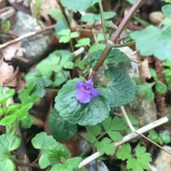 ground-ivy thumbnail 3