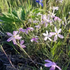 Longleaf Phlox thumbnail 4