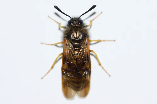 Green Honeysuckle Sawfly