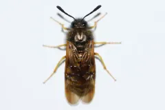 Green Honeysuckle Sawfly thumbnail 1