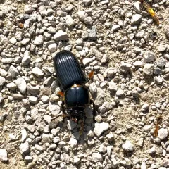Horned Passalid thumbnail 1