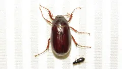 Phyllophaga rugosa thumbnail 1