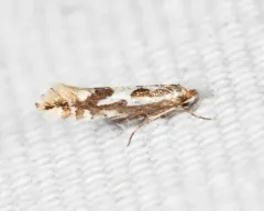 Spotted Tentiform Leafminer Moth thumbnail 2
