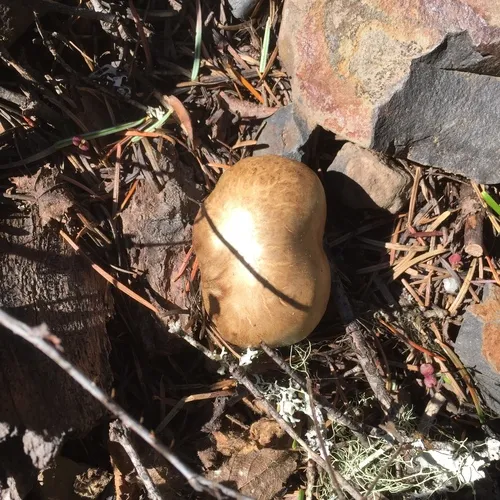 western bitter bolete