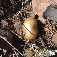 western bitter bolete thumbnail 1