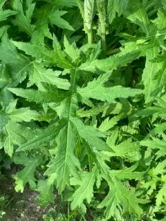 Tall Globe-thistle thumbnail 2