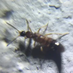 Drusilla canaliculata thumbnail 3
