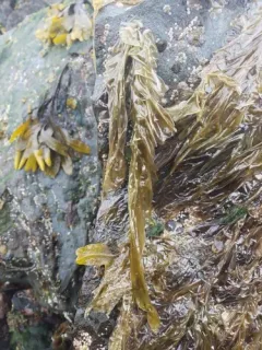 Pyropia abbottiae thumbnail 1
