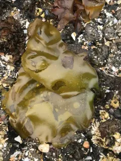Mazzaella flaccida thumbnail 3