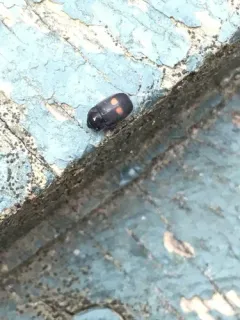 Two-dots Sap Beetle thumbnail 4