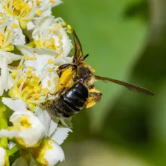 Hawthorn Mining Bee thumbnail 3