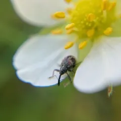Anthonomus signatus thumbnail 3