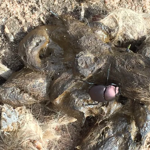Coppery Dung Beetle
