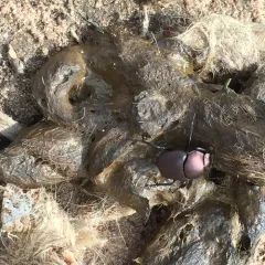 Coppery Dung Beetle thumbnail 1