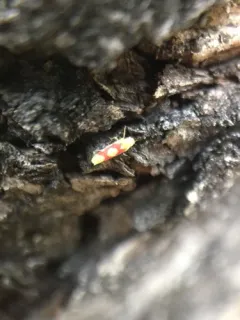 Red Apple Leafhopper thumbnail 3