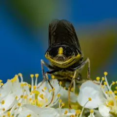 Stratiomys meigenii thumbnail 2