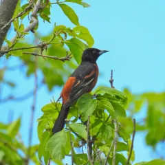 Orchard Oriole thumbnail 4