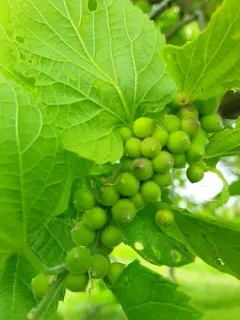 Hackberry Spherical Stem Gall Midge thumbnail 4