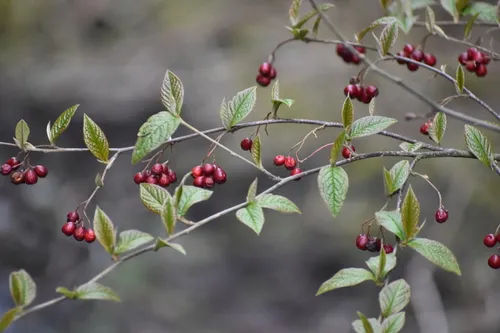 Hollyberry Cotoneaster