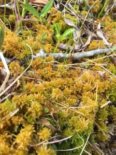 Twisted Bog-moss thumbnail 4